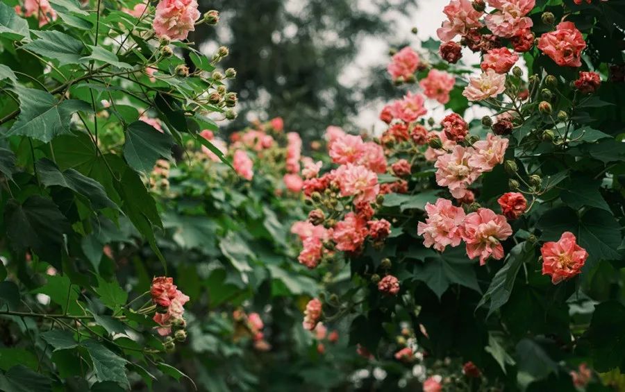 成都|最美蓉城金秋!公园城市5大美景等你解锁→