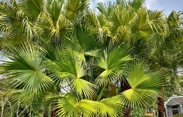 白玉菩提|菩提根和白玉菩提，根本就不是一种文玩！至今仍有无数人不知道！