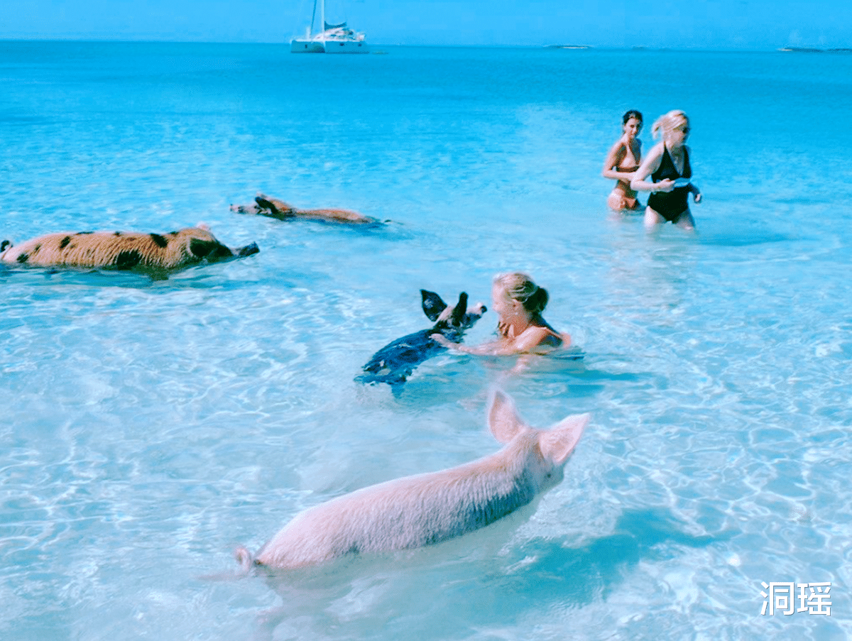 沙滩|被猪占领的小岛，猪是主人游客是客人，官方：来这需遵守一条规定