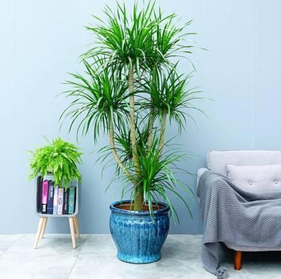 客厅养花有讲究,7种大型花,格调高,寓意好,养一盆错不了