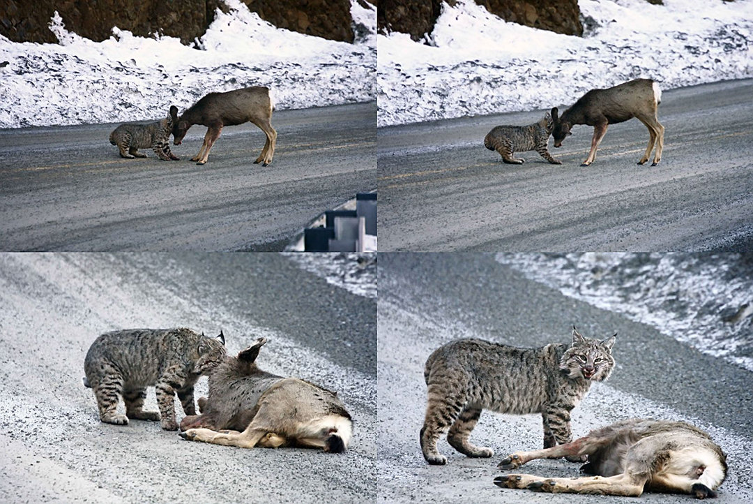 狼见了都要叫大哥的“猞猁”,在森林中到底有多恐怖?