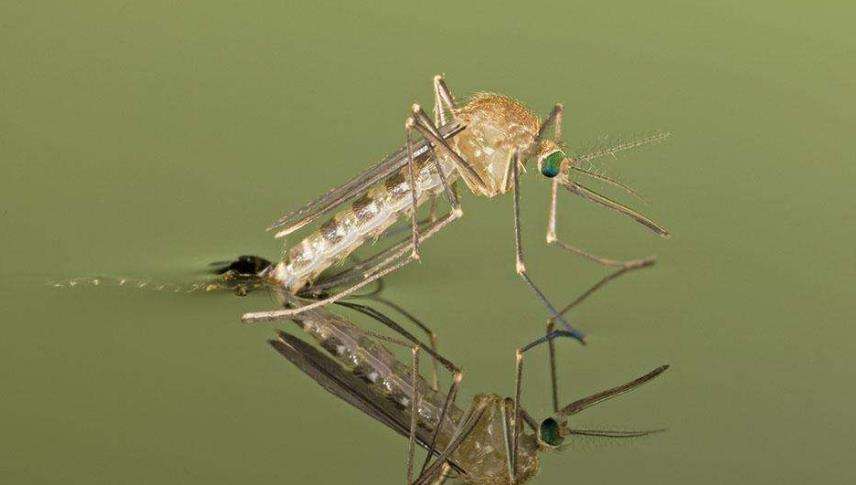 蚊子是从哪来的？美国有计划放出24亿只转基因蚊子，目的是什么？