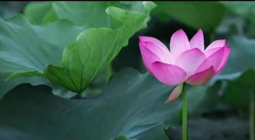 |微型小说：办公室主任轮岗