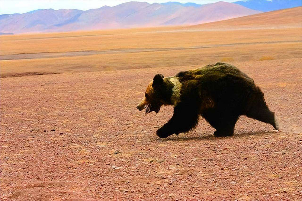 |西藏那曲出现藏马熊，体态健壮，肌肉发达，过路人纷纷开窗投喂