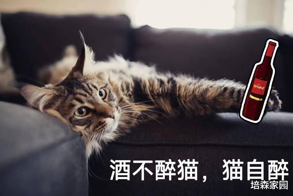 “葡萄美酒夜光杯”，猫咪可不要贪杯哟~