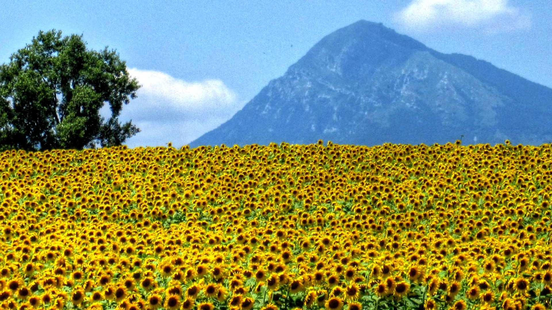 人际关系|熬过49日,四大星座财运亨通,事业顺风顺水,不缺好运