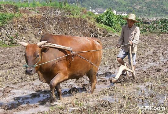 无人驾驶|无人驾驶5G拖拉机有多帅?科技应用于现代农业,农民不用下地了