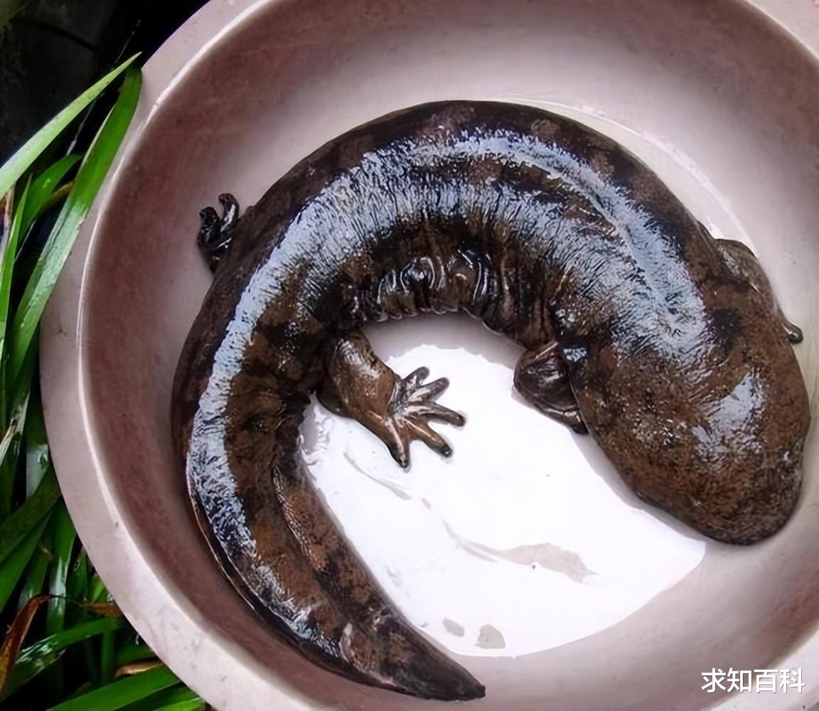 山海经|娃娃鱼：《山海经》现存物种之一，绝大多数人都被它的名字骗了