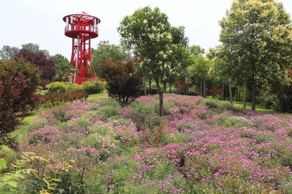 |河南旅游：绿博花讯｜夏花烂漫正当时