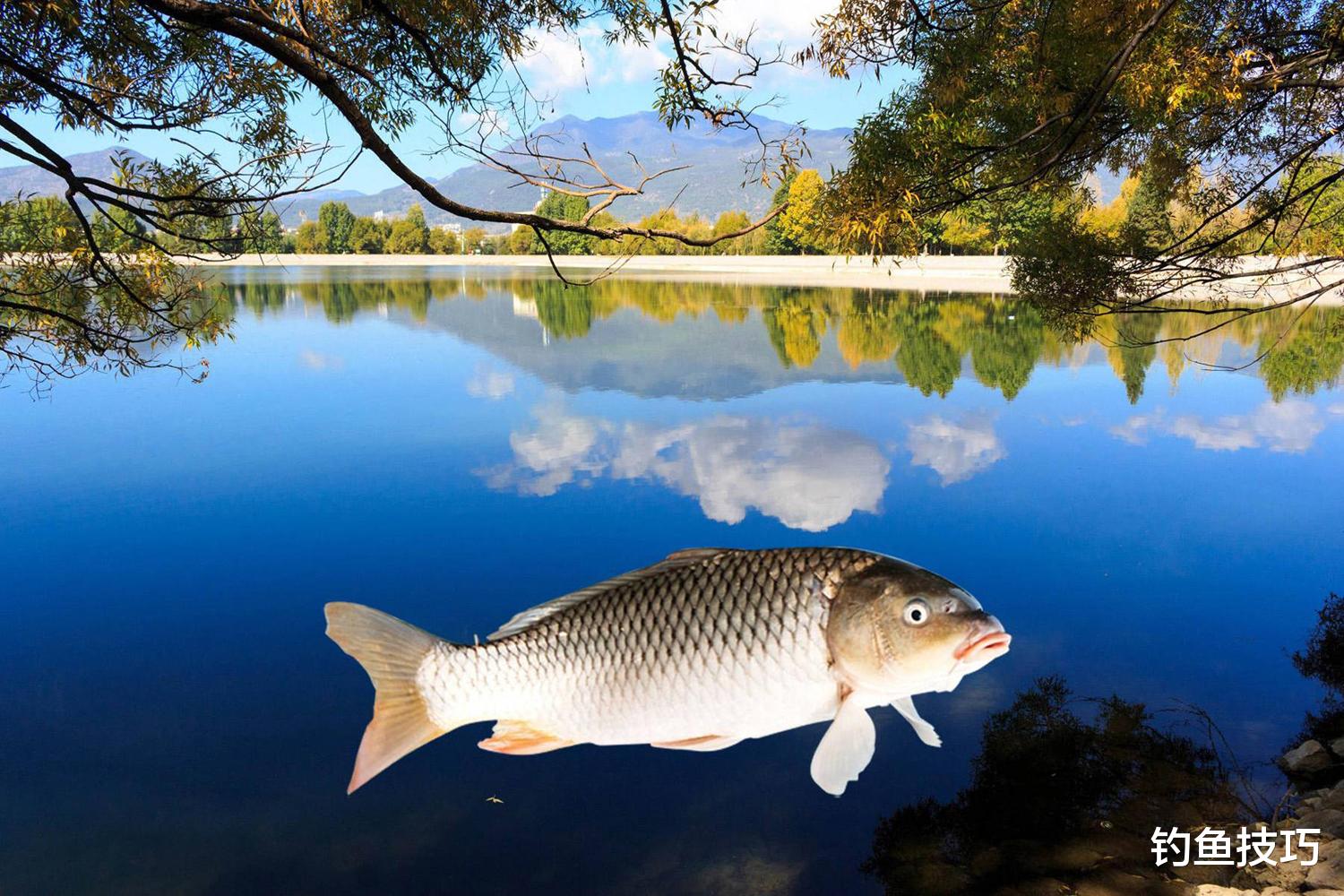 鲫鱼|春天钓鱼受到鱼类繁殖期的影响,我国常见淡水鱼类的繁殖期