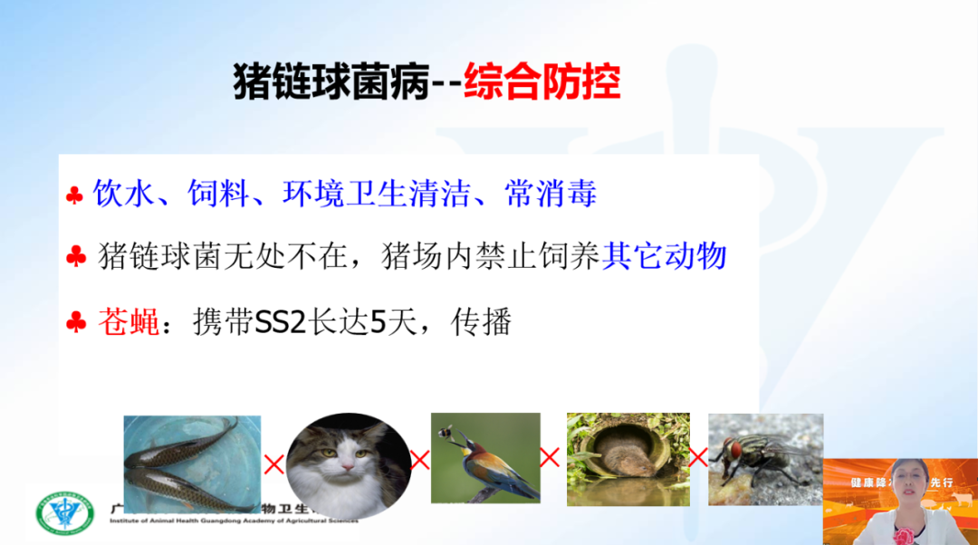 农科院动物研究所李春玲:饲料禁抗新常态下,猪细菌病如何进行综合防控?