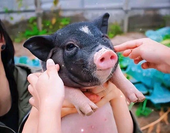 孙俪|孙俪抓猪露出“痛苦面具”，打扮低调接地气，太可爱了