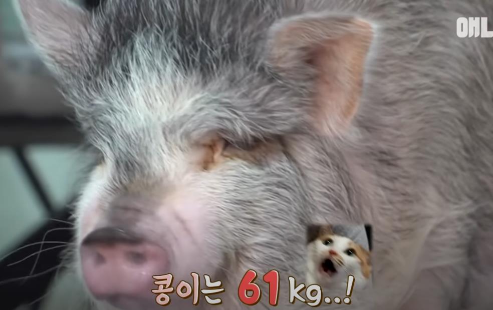 古尔丹 韩国女孩养迷你猪秒变大胖猪，如今带着它们刻苦运动节食减肥