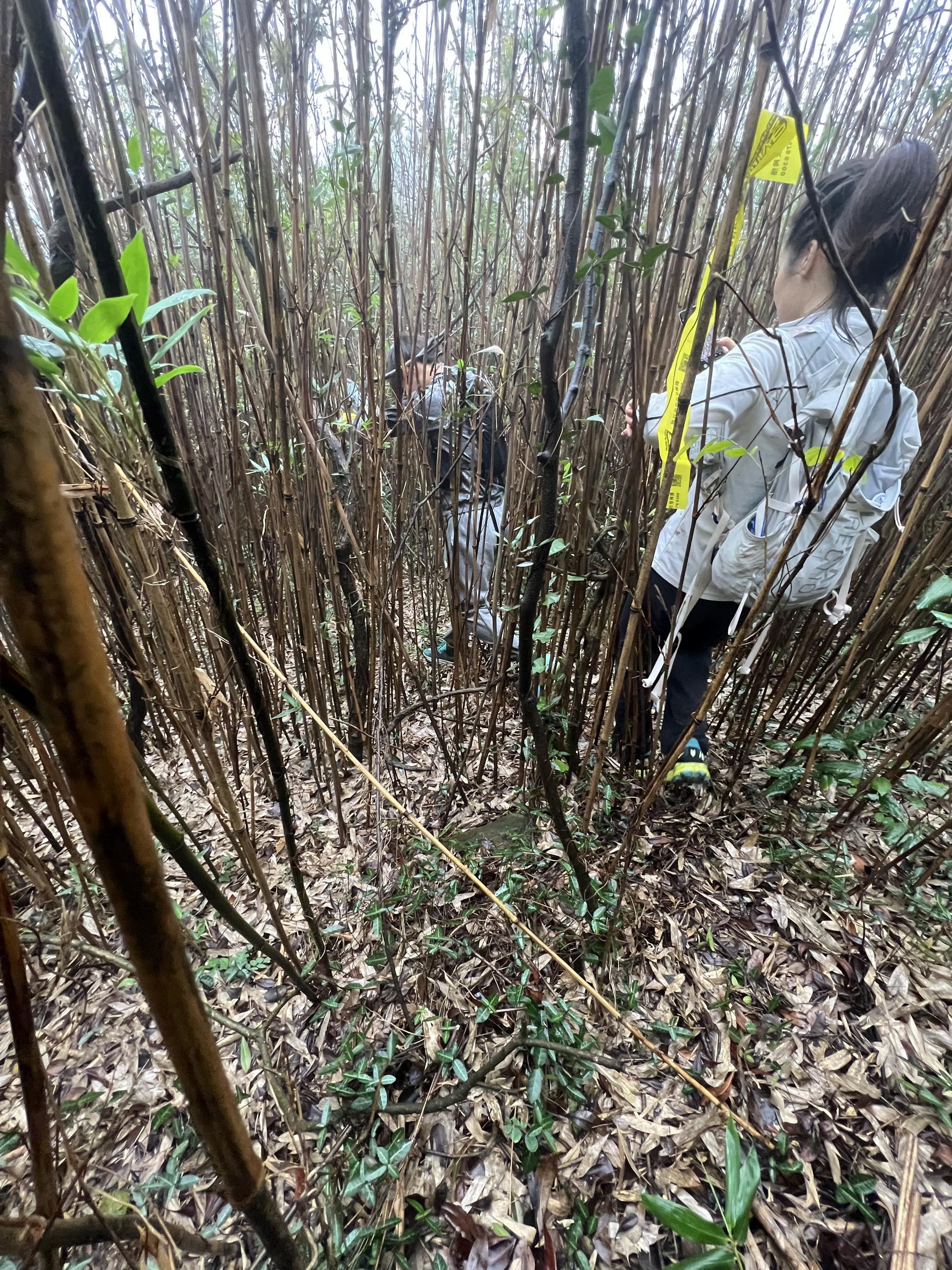 缥缈峰|桔柚香飘金庭镇，枇杷花涵十二峰，金庭十二峰疾速追山游记