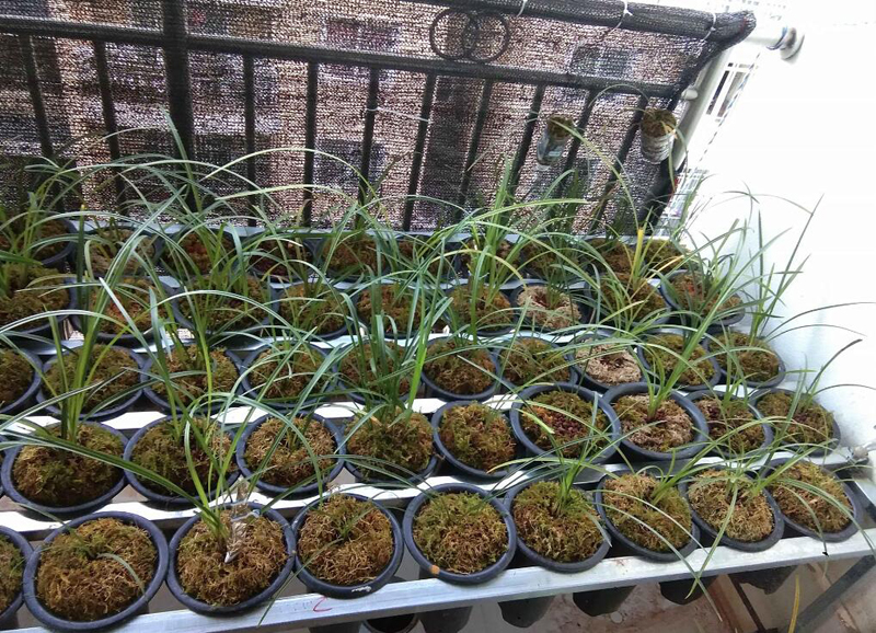 兰花|入手养兰花,生活充实,乐在其中