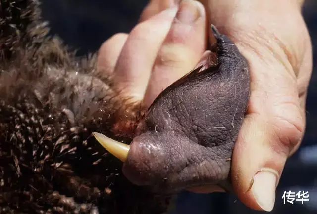 鸭嘴兽为什么会是世界上最古怪的生物?因为它全身都充满了不合理