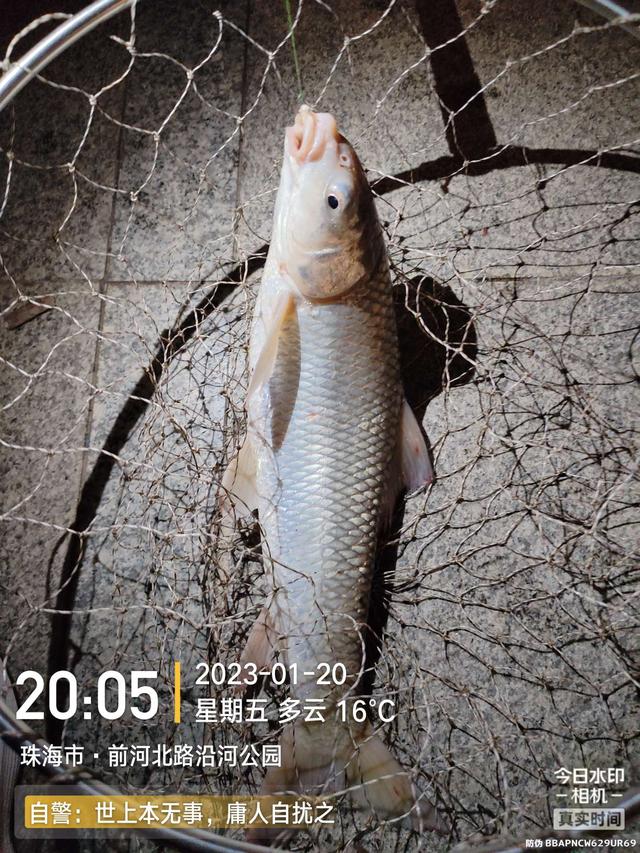 鳊鱼|堪称酣畅淋漓!好钓位真不是虚的