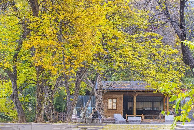 |金秋流韵 灵岩古寺银杏叶黄