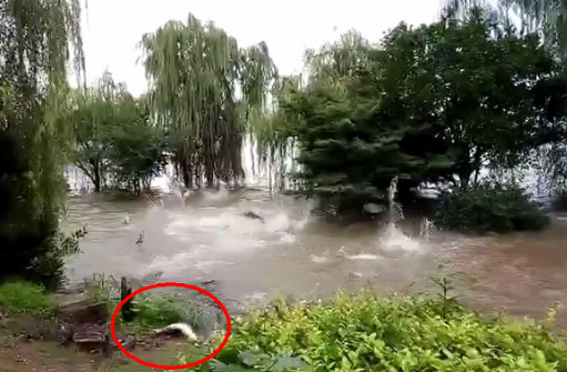 长江|事出反常，长江水位上涨，湖南湘江鱼群跳跃，岸上路人随手捡鱼