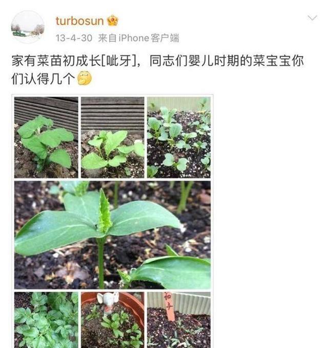 张晋|深刻解读张晋“官宣”娘娘“开始种菜了”文案：爱在一蔬一菜间！