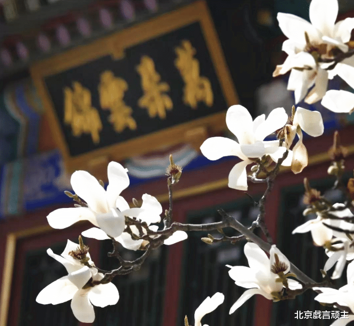 油菜花|老北京的美景，禅院花香，法源寺丁香，智化寺梨花，令人叹为观止