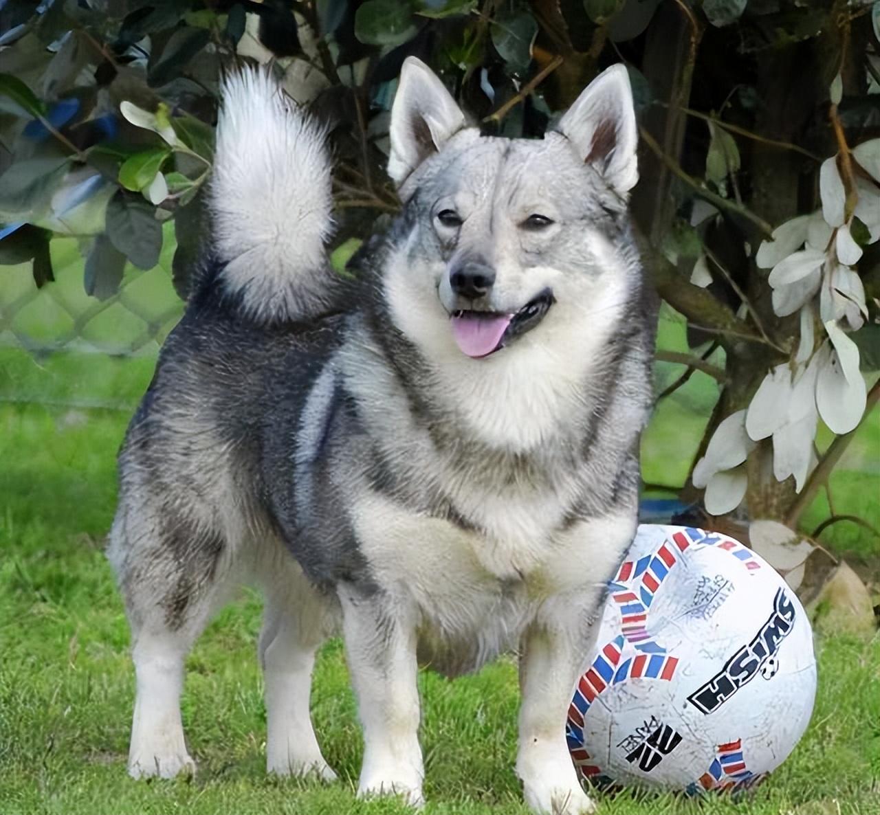 旅行|瑞典只适合旅行,千万别在这里生活,不然让你知道什么是真的离谱