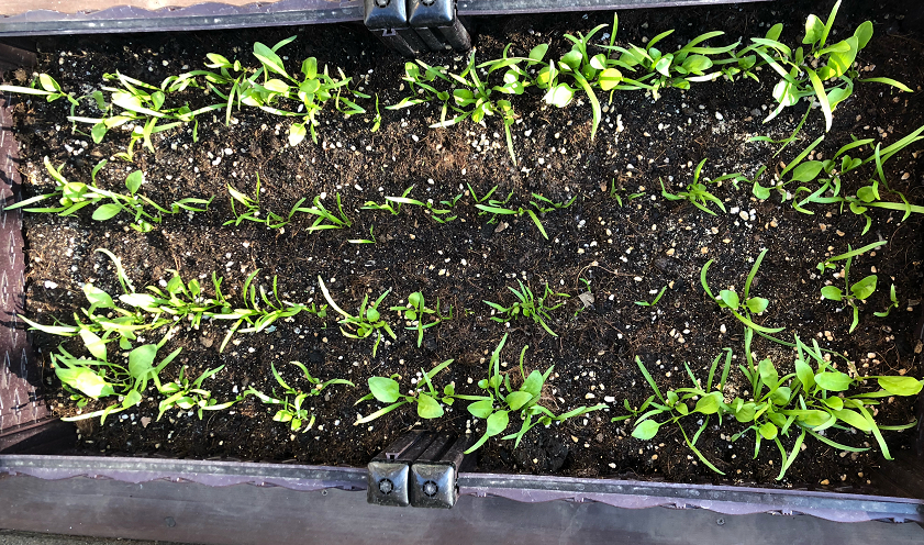 “闲置”阳台不如种点菜,盆栽这“4样”,产量高、收成早