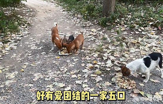 男子头天喂了1只流浪狗,隔天再来时懵了:这是捅了狗窝吗?
