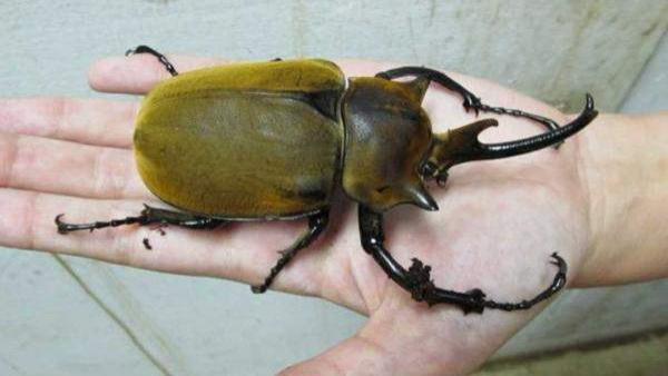 女子在野外腐木中发现巨型幼虫, 带回家饲养后它蜕变成这样