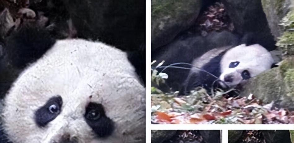 “嗜血杀手”黄喉貂猎杀蛇后,召集伙伴玩耍尸体:仅为追求快感?