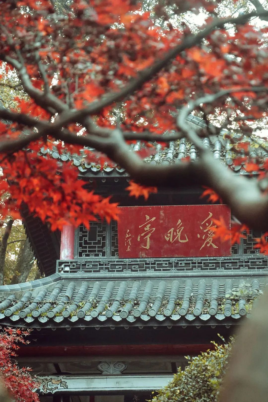 腾冲|再不“枫”狂就下架了！你和这个秋天还差一片红色的距离