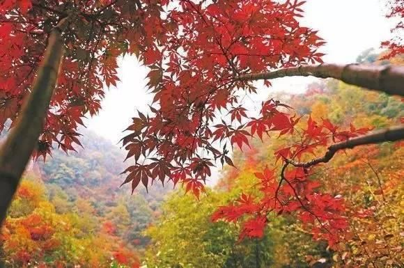 伏牛山|河南这个景区秋天旅游必去，红叶满山层林尽染，还有伏牛山瀑布群