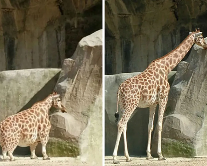 |不要轻信互联网上的一切，尤其是图片