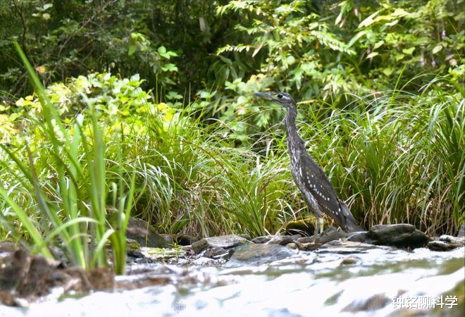 海南|罕见海南鳽现身江西！全球仅1000只，为何钓鱼人对它威胁最大？