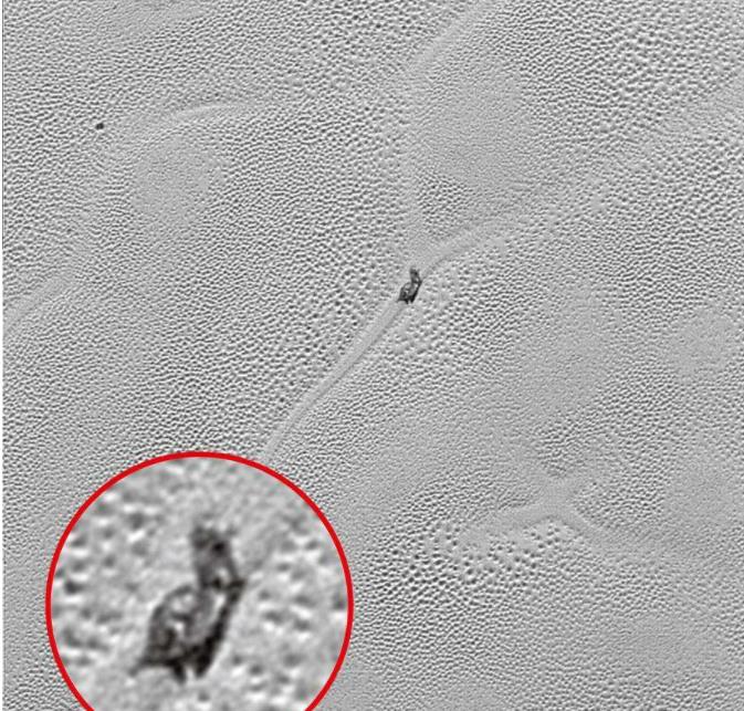 冥王星上出现巨型“蜗牛”，难道冥王星上偷偷孕育出了生命？