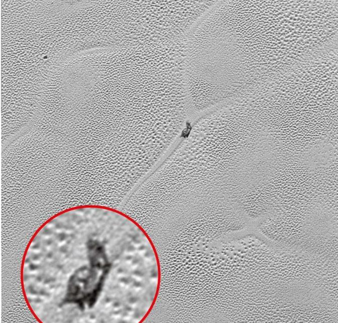 冥王星上出现巨型“蜗牛”,难道冥王星上偷偷孕育出了生命?