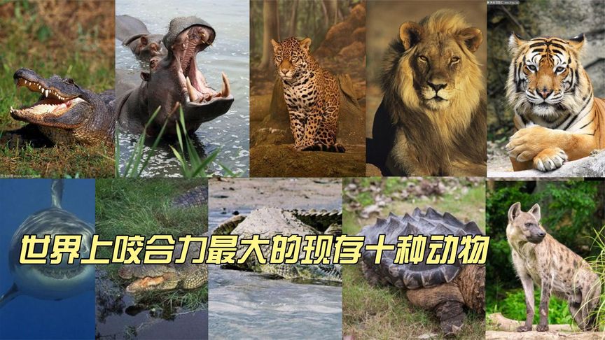世界现存咬合力最大的十种动物，个个咬合力惊人，草原之王只能位居末位！