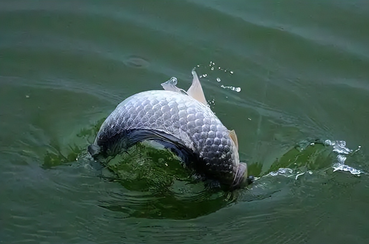 陵水|夏至过后野钓难吗?这些“钓谚”完美解题,句句精华,绝非空谈