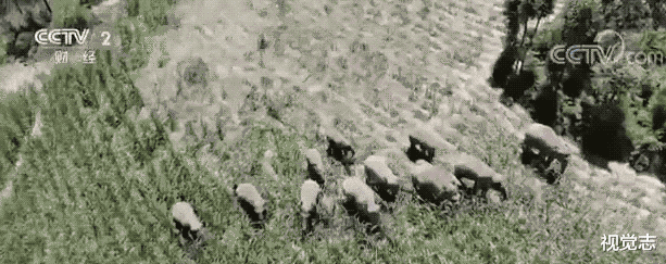 央视春晚|让这群大象走上春晚,是国人17个月的浪漫