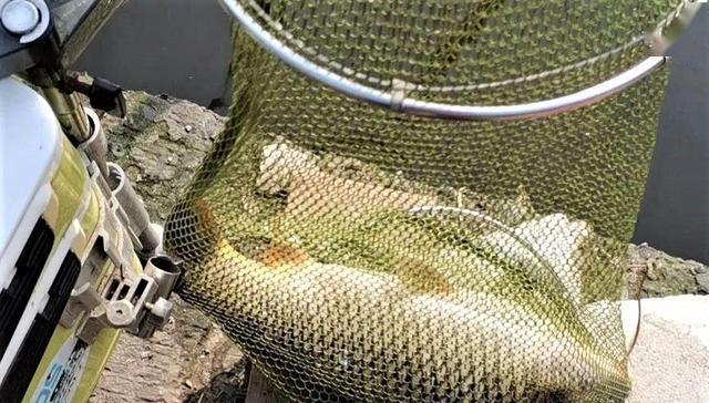 |野钓鲤鱼注意这几点，大鲤鱼连竿上