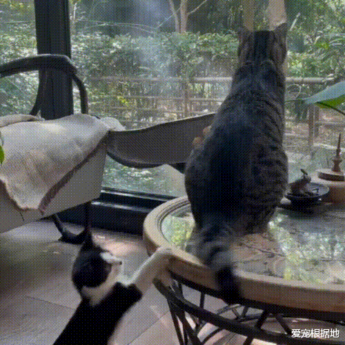 那只在雨中横冲直撞，见人就跑的小流浪猫，带回家后被宠成团宠