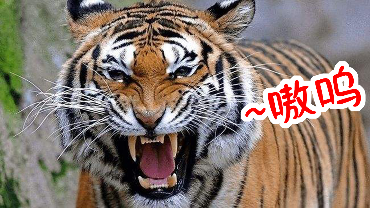 虎年来了，胆大妄为的网友们竟然想拥有一只老虎？