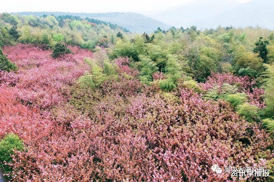 西藏|美图来袭！云赏苏州铜观音寺塔山、穹窿山晚樱，花开成海！