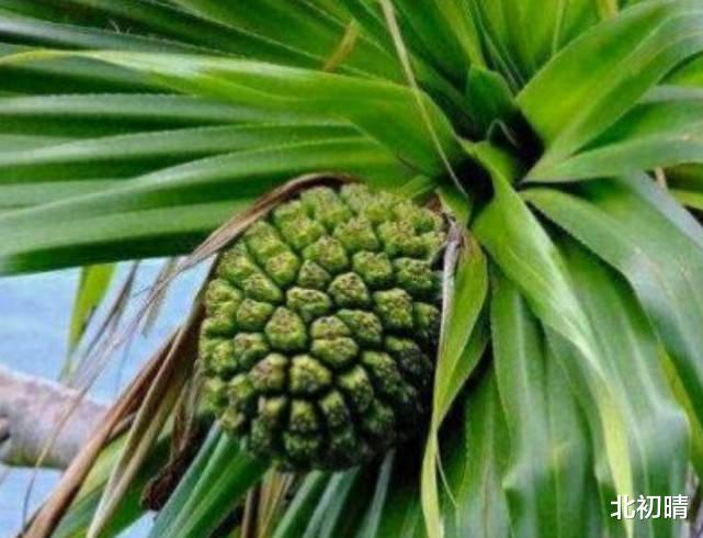 关节炎|世界上最奇葩的水果之一,外表看起来很像菠萝,有钱也未必能吃到