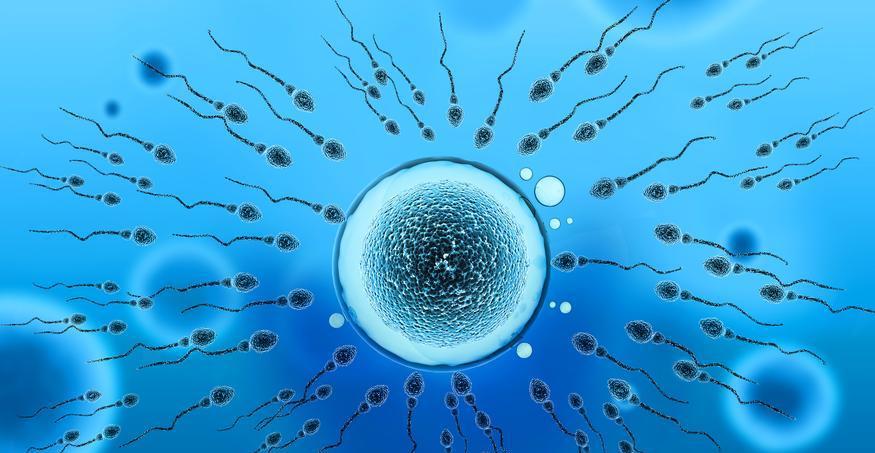 哺乳动物有4000多种,为何人类不仅没有繁殖期,还隐藏排卵期?