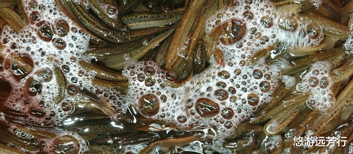 |泥鳅打窝钓鱼,为何人人唾弃?钓友:那不是钓鱼是捕鱼