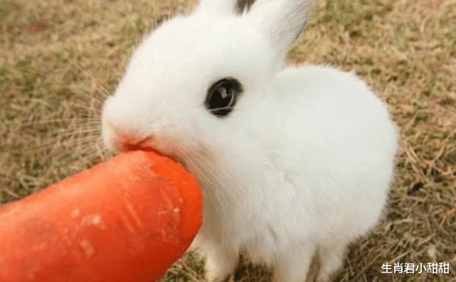 衬衫|贵人扶持好运眷顾，属兔人在事业上乘风破浪，取得较大突破