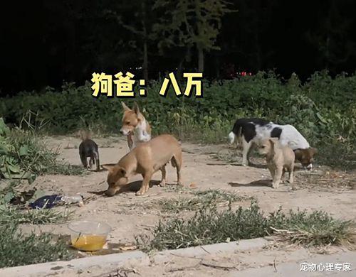 男子头天喂了1只流浪狗,隔天再来时懵了:这是捅了狗窝吗?