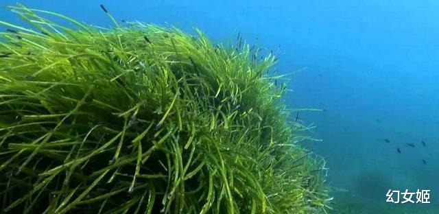 长度180公里,澳大利亚海草是世界最大生物,它是如何生长的?