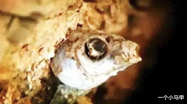 世界最“耐旱”的鱼,沙漠没水暴晒4年不死,常被当地人用来解渴